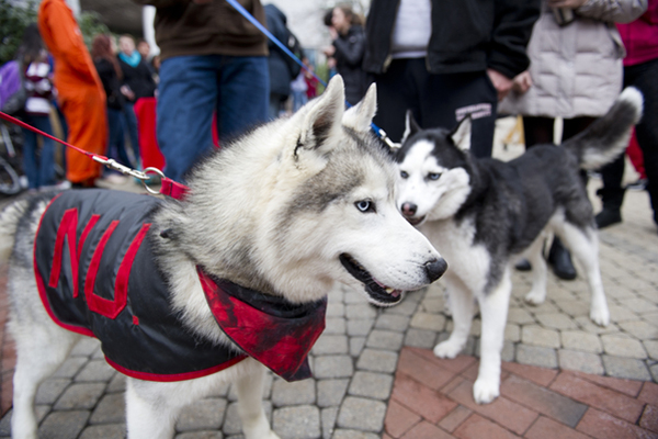 Paws up - News @ Northeastern