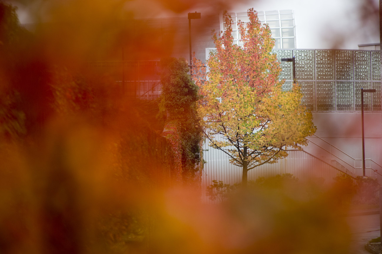 Campus in the Fall 2014 - News @ Northeastern