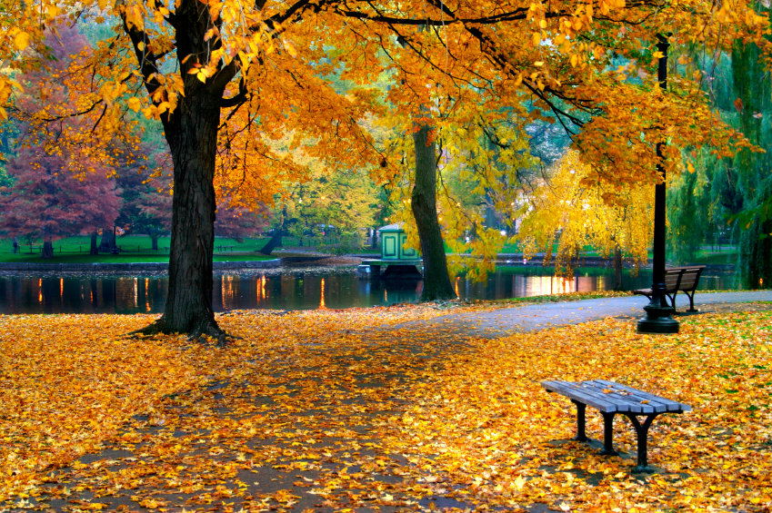 Ways to enjoy the fall season in and around Boston Northeastern