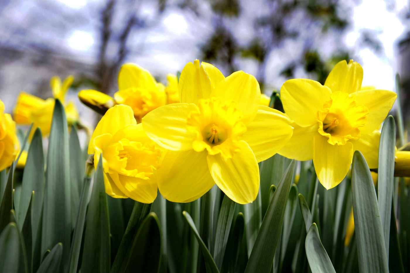 Campus in bloom - Northeastern Global News