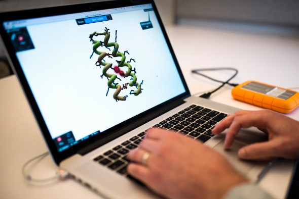 Players of Foldit start out with the basic shape of an existing protein. Then, they begin changing the atomic or molecular structure by adding or removing pieces, observing how the protein fits and interacts with the aflatoxin molecule. The ultimate objective is to find a protein that neutralizes aflatoxin so it’s no longer dangerous to humans. Photo by Adam Glanzman/Northeastern University