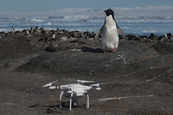 Supercolony of penguins discovered using Northeastern researcher’s drone system