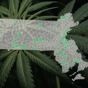 MA outline over marijuana leaves
