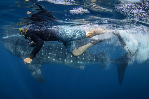 Tim Briggs swims with a whale shark. Photo by: Tre’ Packard | PangeaSeed Foundation 2018