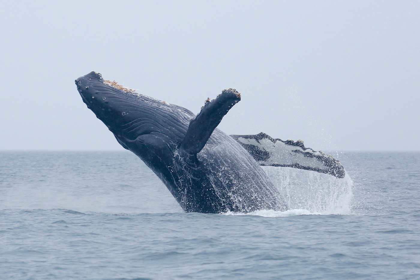are these humpback whales too close for comfort?