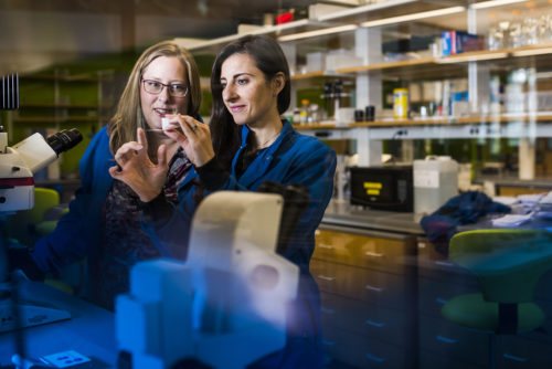 Chiara Bellini and Jessica Oakes received an FDA-funded grant through the National Institute of Health to study the effects of e-cigarettes on the heart and lungs.  Photo by Adam Glanzman/Northeastern University