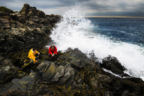 Francis Choi, senior lab technician, and Brian Helmuth, professor of environmental science and public policy, work in the intertidal by the Marine Science Center in Nahant, Massachusetts on October 01, 2018. Photo by Adam Glanzman/Northeastern University