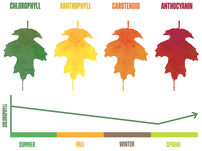 chlorophyll effect on leaf colors