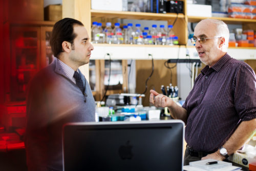 Rifat Sipahi, left, and Gunther Zupanc work in a lab in the Mugar Life Sciences Building. Photo by Adam Glanzman/Northeastern University