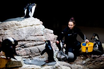 Northeastern student Megan Cullis feeds penguins as part of her co-op at the New England Aquarium