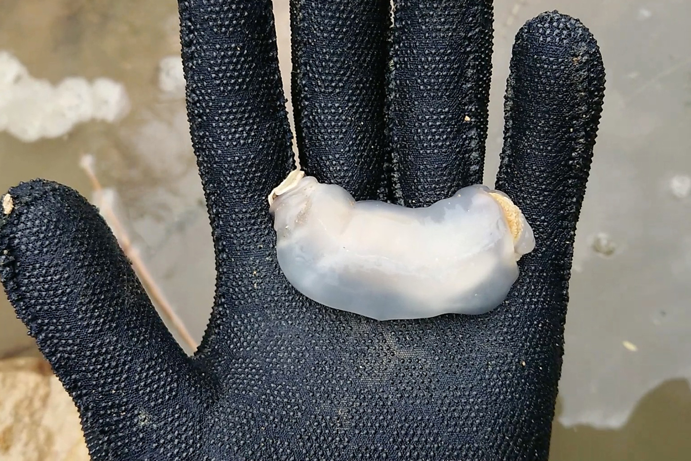 Researchers from Northeastern’s Ocean Genome Legacy Center  discover a new genus and species of shipworm that eats rocks in the Philippines