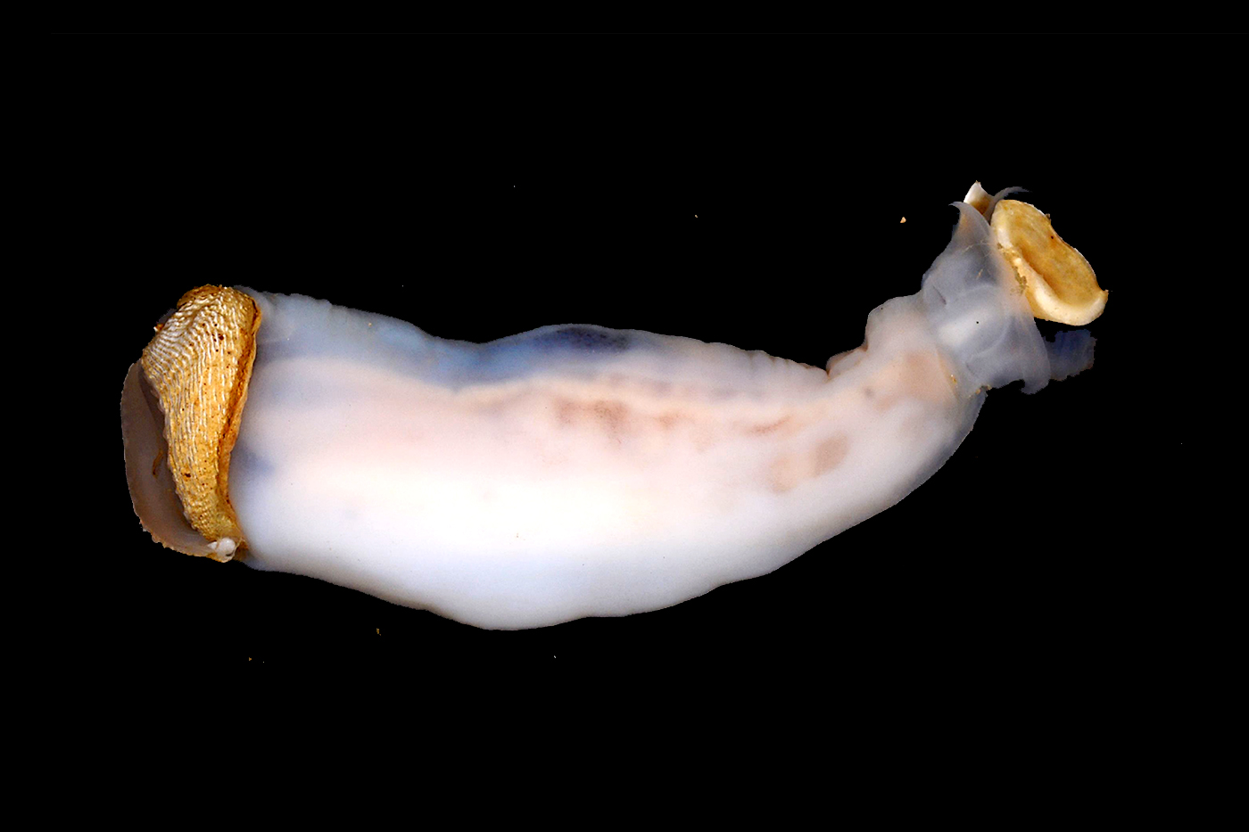 Northeastern researchers discover new species of shipworm in Philippines