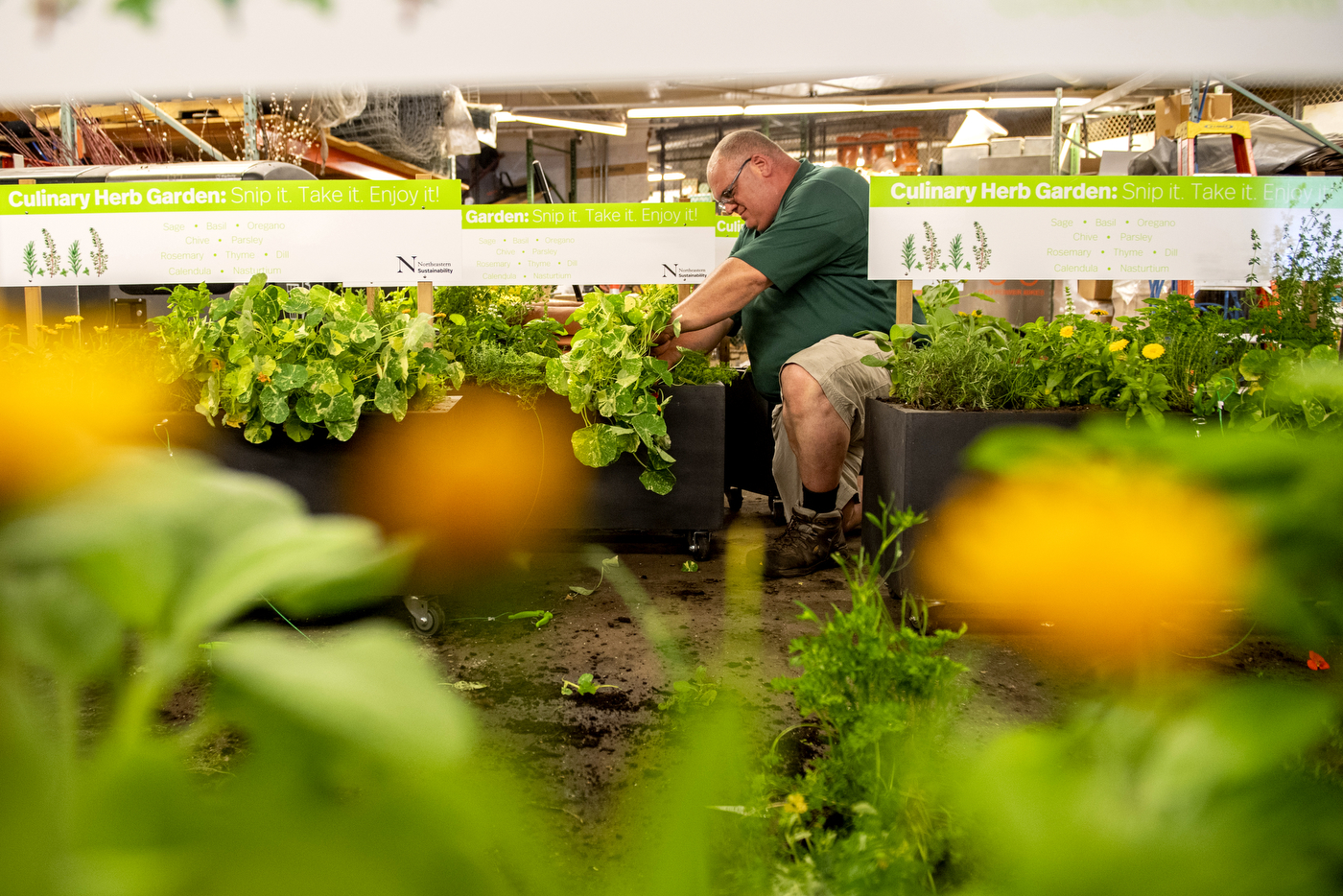 Northeastern Sustainability installs culinary herb gardens around