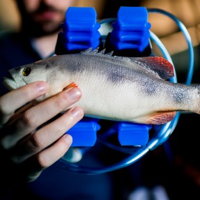 A soft gripper attachment holds a fake fish in Taşkın Padır's lab in the Interdisciplinary Science and Engineering Complex. Photo by Matthew Modoono/Northeastern University
