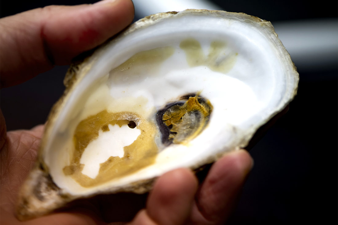 Shellfish help bivalve hatcheries breed better oysters to survive warming oceans