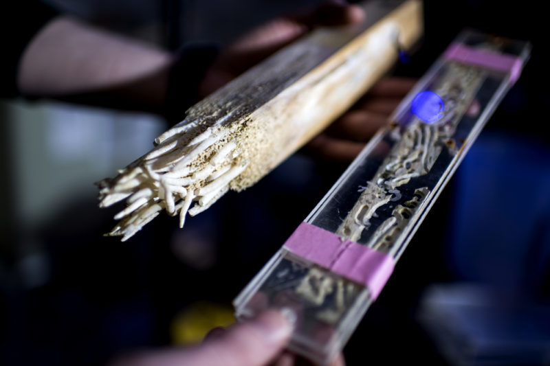 Long, thin mollusks known as shipworms are famed (and feared) for their ability to eat wood. Photo by Matthew Modoono/Northeastern University