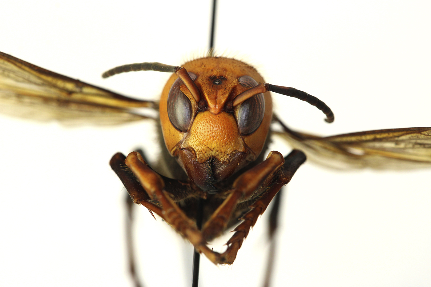 The Murder Hornet Is Out To Get Bees Not Humans So Why Are People Still Freaking Out Over It News Northeastern News Northeastern