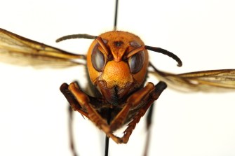 Picture of the Asian giant hornet