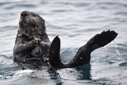 A wild Alaskan Sea Otter in Resurrection Bay off the port city of Seward in southern Alaska. AP Photo by Jacob King/PA Wire