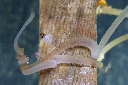 researchers-observe-the-bizarre-sexual-behavior-of-shipworms-for-the