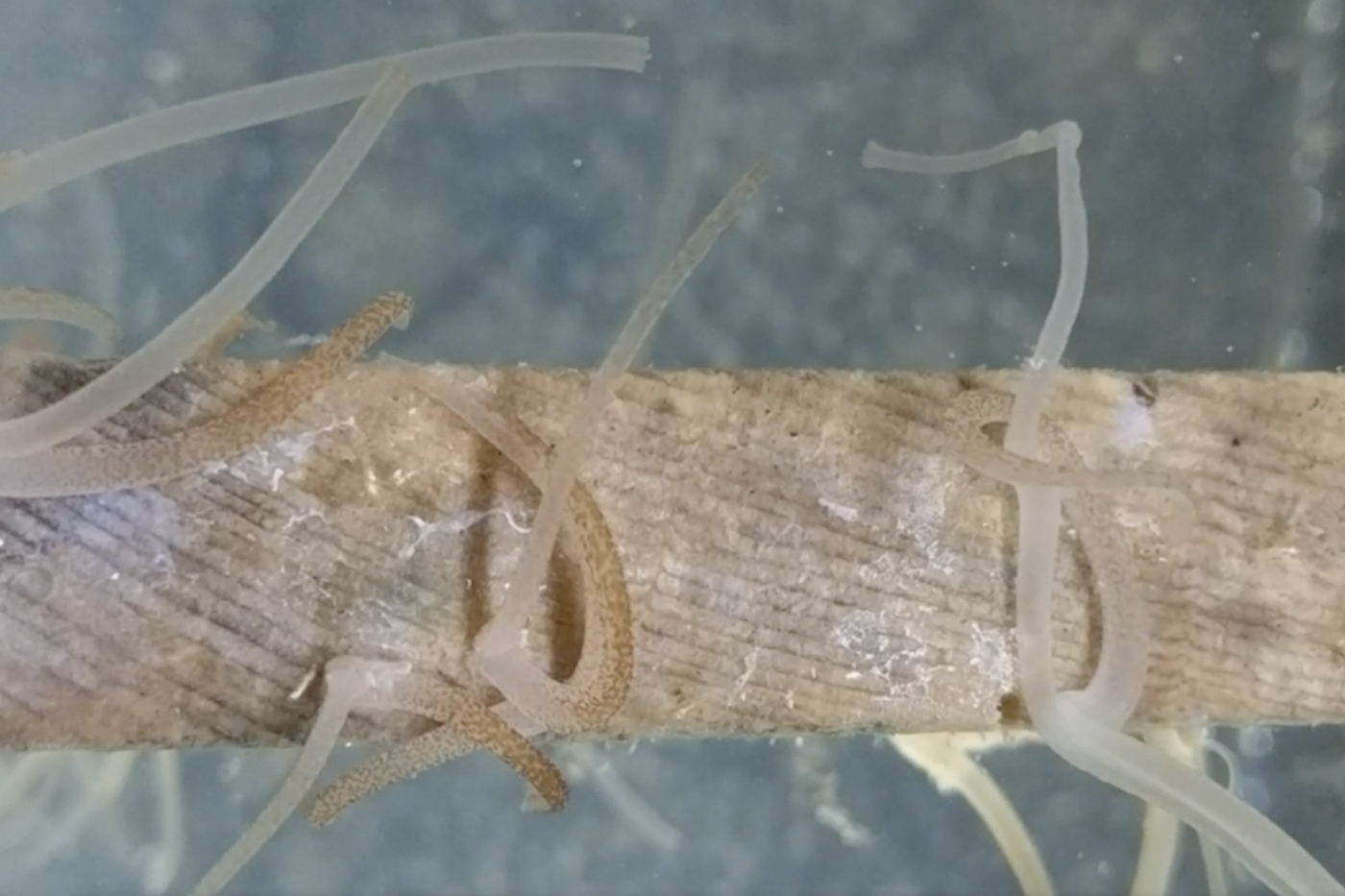 Researchers observe the bizarre sexual behavior of shipworms for the first time