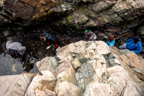Students in the Marine Invertebrate Zoology and Botany course search tidal pools for algae at the Marine Science Center in Nahant, Massachusetts. Photo by Matthew Modoono/Northeastern University