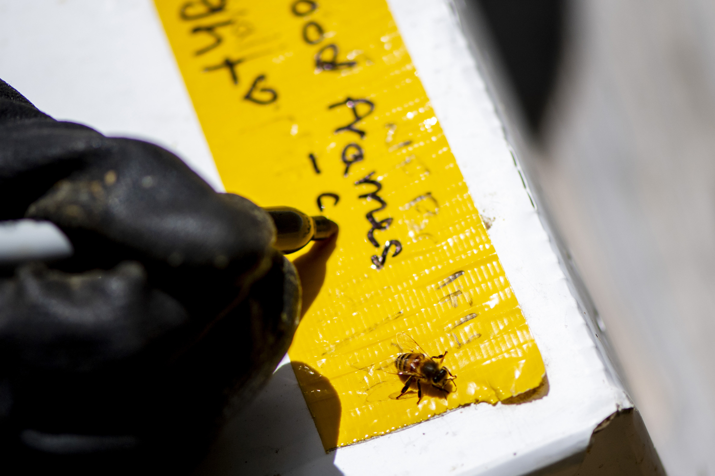 A close-up of someone writing a beekeeping label