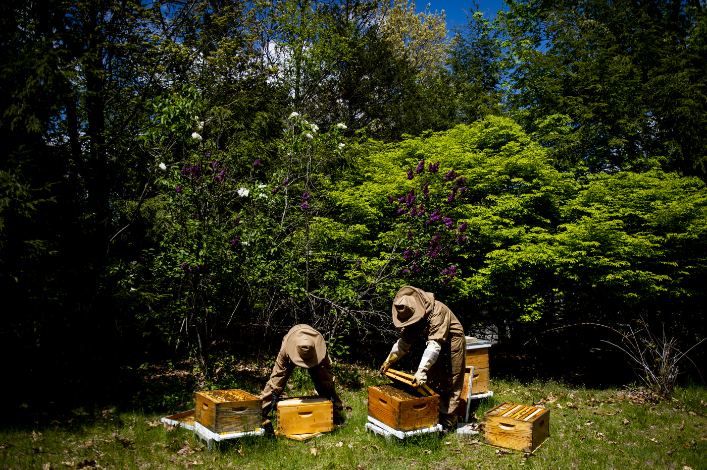 Two beekeepers inspecting bee hives