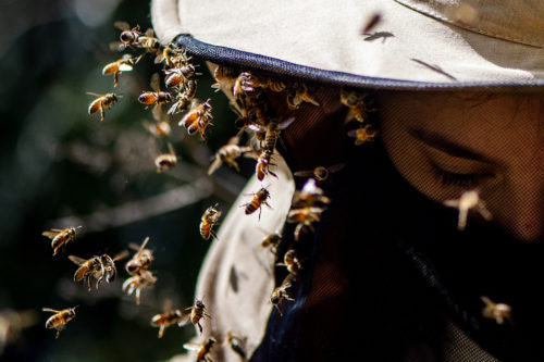A close up of bees landing on beekeeper hat