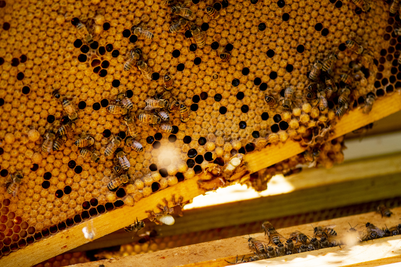 A beehive frame