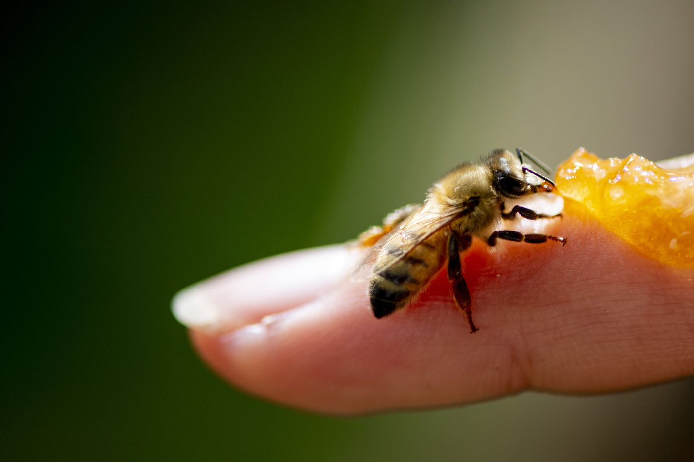 a bee on a finger