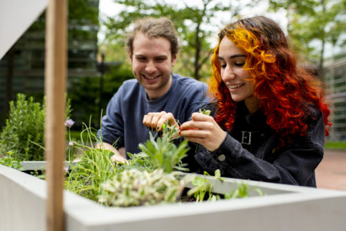 Sydney Lerner, who studies media studies and communications, right, and alum Brandon Gioggia sample herbs from the sustainable fresh garden outside of the Visitor Center. Photo by Ruby Wallau/Northeastern University