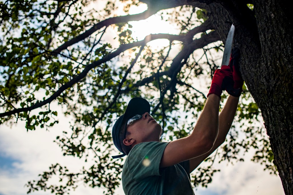 Haynes Bell, a third-year landscape architecture major, saws off dead branches and shapes a tree during a Northeastern volunteer clean-up at the Maurice J. Tobin School in Roxbury. Photo by Alyssa Stone/Northeastern University