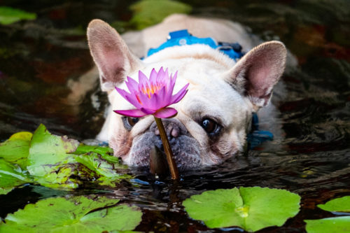 Baxter, a three-year-old French Bulldog, cools off in the koi pond outside Curry Student Center. Photo by Matthew Modoono/Northeastern University
