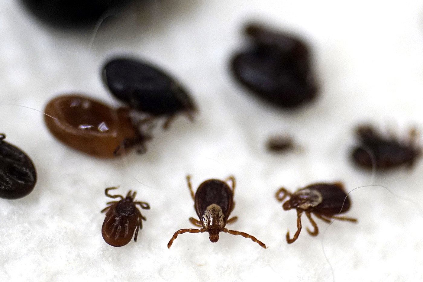 Here's everything you need to know about Lyme disease
