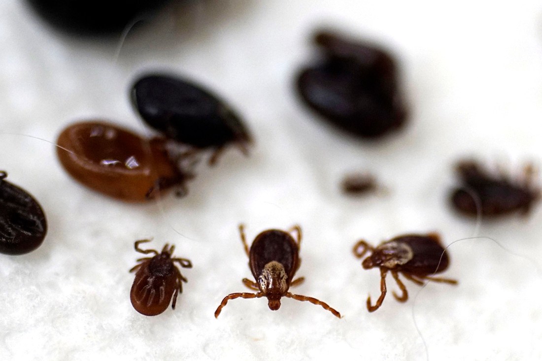https://news.northeastern.edu/2021/06/21/its-tick-season-heres-everything-you-need-to-know-about-lyme-disease/