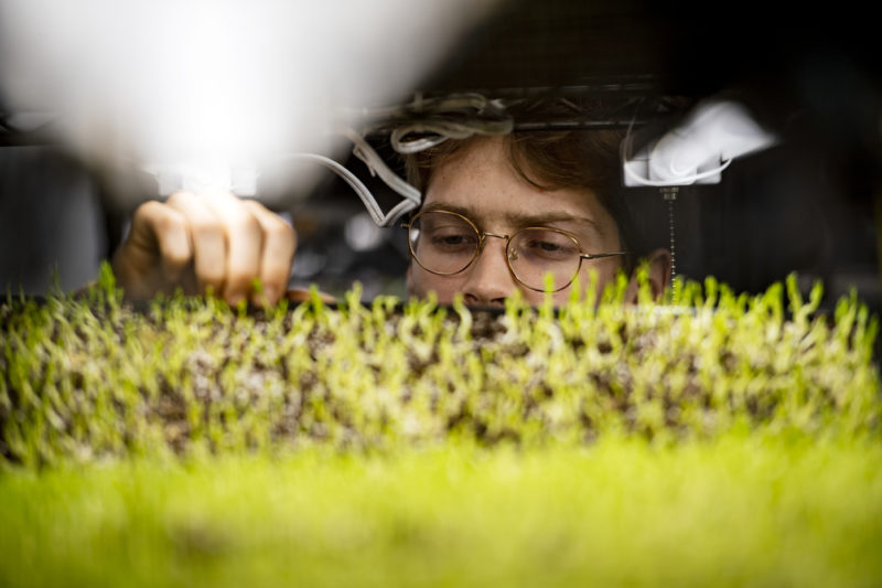 Boston Microgreens co-founder Oliver Homberg inspects the variety of microgreens growing at their South Boston location. Photo by Alyssa Stone/Northeastern University