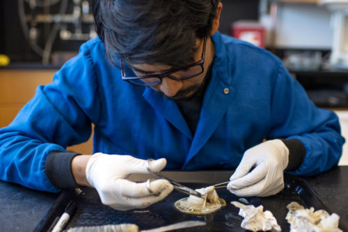 Northeastern University environmental and sustainability science third-year Oscar Zenteno dissects a scallop during an internship at the Marine Science Center in Nahant.Photo by Alyssa Stone/Northeastern University