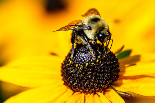 A bumblebee pollinates on flowers next to Carter Field. Photo by Matthew Modoono/Northeastern University
