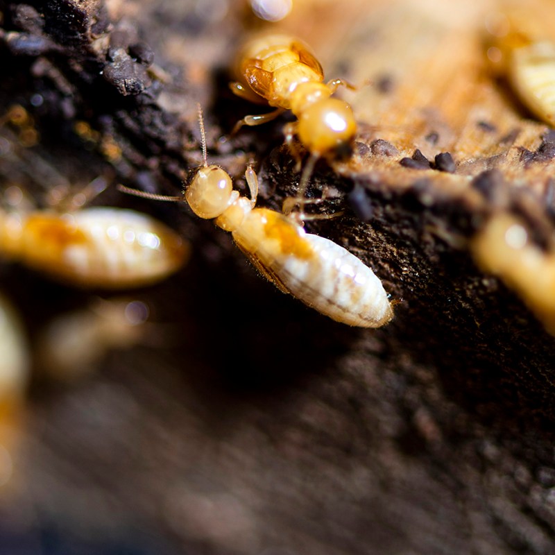How termites deal with disease provides insights in the era of COVID-19