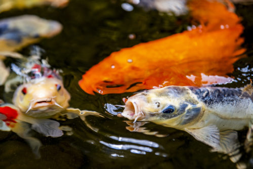 Koi fish gulp down food in the Northeastern Koi pond. Photo by Alyssa Stone/Northeastern University