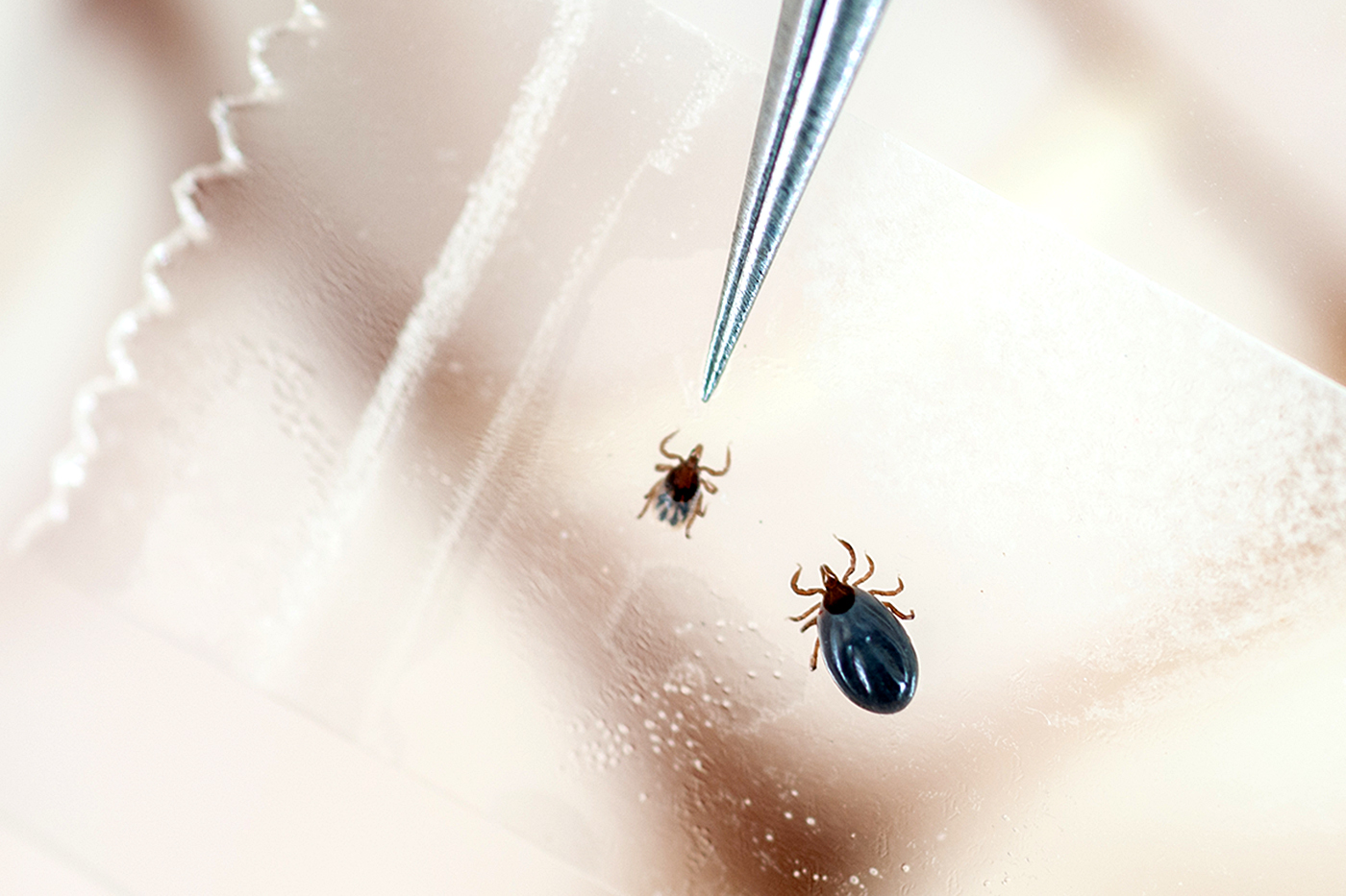 ticks that can cause chronic lyme ddi