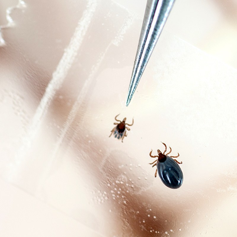 Could this treatment prevent chronic Lyme disease?