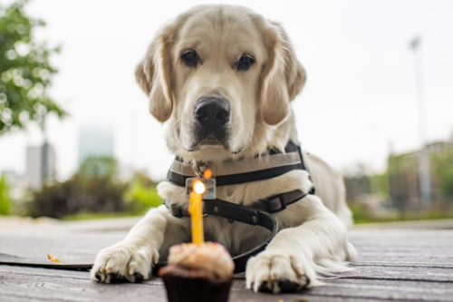 Cooper celebrates his birthday with a candle and cupcake in Carter Park. Photo by Alyssa Stone/Northeastern University