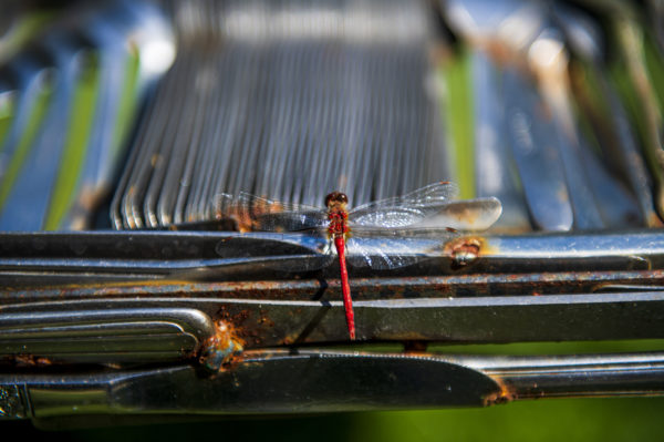 red dragonfly on stack of knives as part of art installlation