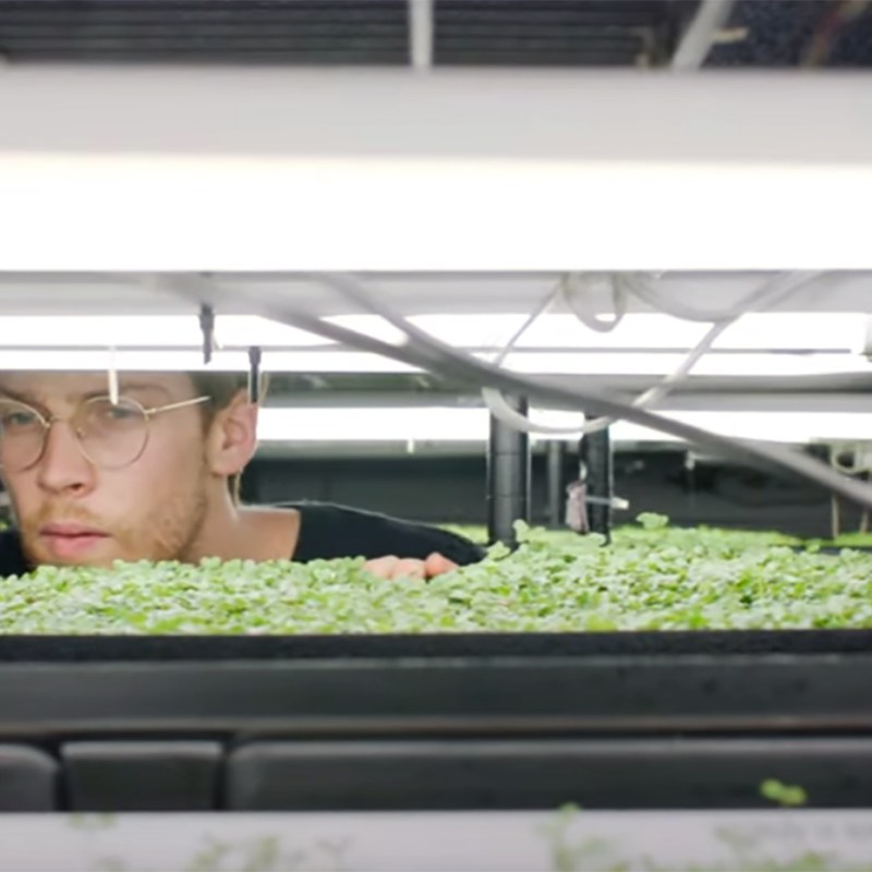 Boston Microgreens: How to sprout a business with a hyperlocal urban farm
