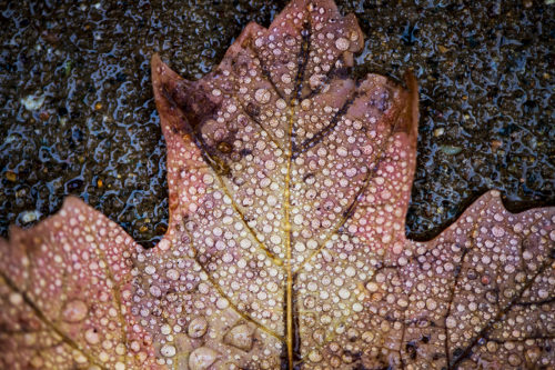 Raindrops collect on a fallen leaf on Northeastern’s Boston campus. Photo by Alyssa Stone/Northeastern University