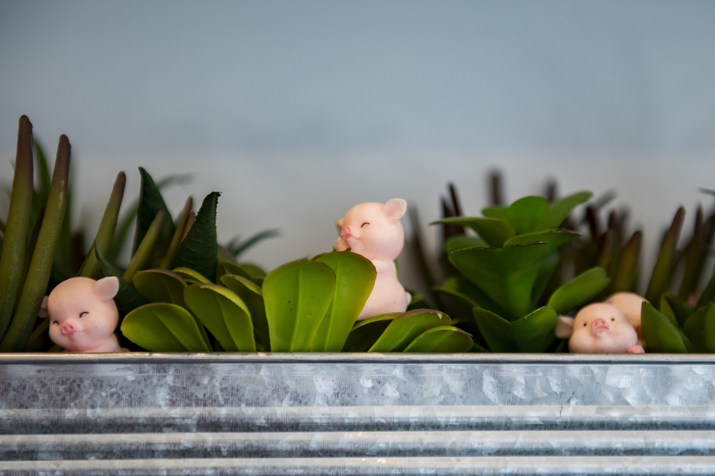 three pig statues in a pot with shrubs