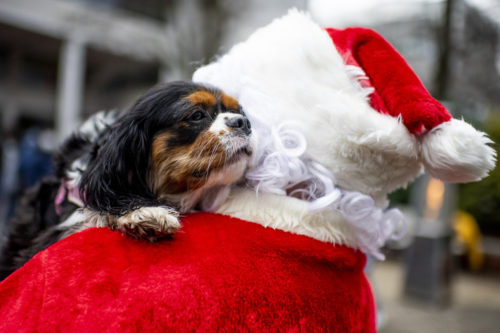 Wednesday, a 2-year-old Cavalier King Charles Spaniel, gives Santa a hug while members of the Northeastern community enjoy hot chocolate in Snell Quad, courtesy of the Northeastern University police officers, to help ease finals-week stresses. Photo by Matthew Modoono/Northeastern University