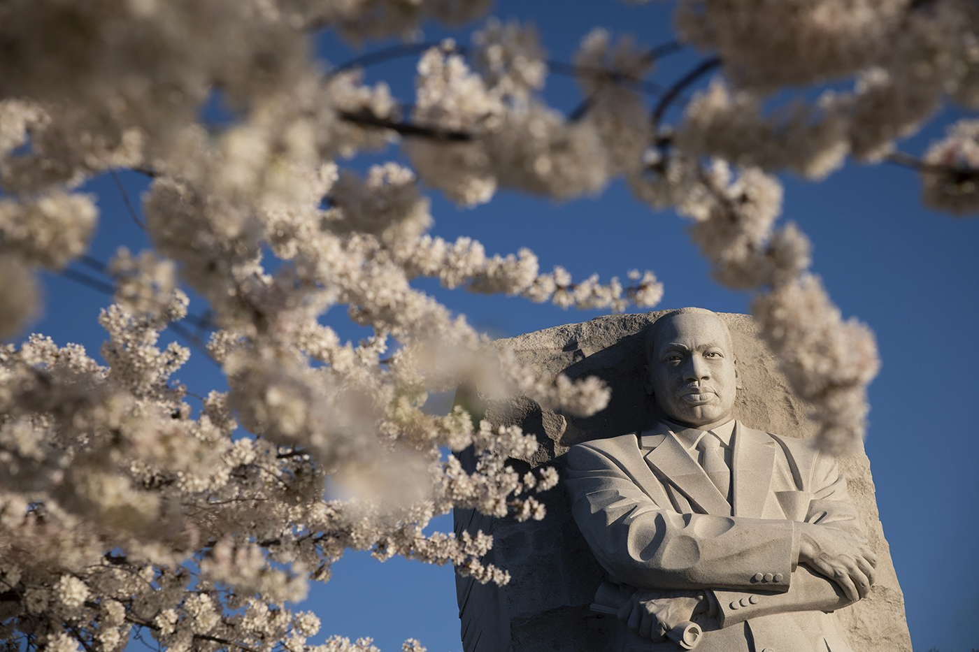 Martin Luther King Jr Memorial in Washington DC framed by blooming cherry blossoms